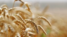 В Херсонской области прошли испытания новых сортов озимой пшеницы