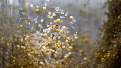 На Собском рыбоводном заводе ЯНАО провели инвентаризацию икры