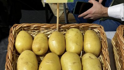 В рамках ФНТП появился новый сорт картофеля «джулия»  