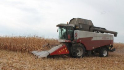 В Липецкой области начали уборку кукурузы с урожайностью 90 центнеров с гектара