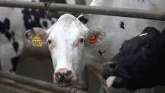 В 2026 году в Тамбовской области стартует новый региональный проект «Развитие малого агробизнеса»