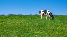 Регион — лидер производства молока в РФ нарастил суточный надой на 7,4%