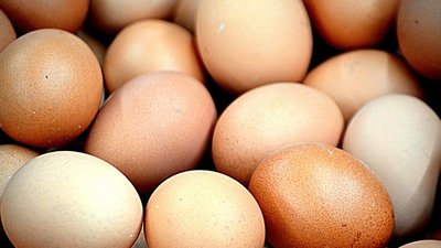 В российских птицекомплексах производство куриных яиц выросло на 2,7%