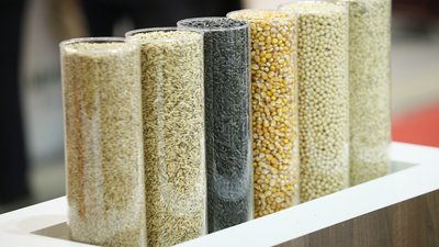 Краснодарский край перейдет на отечественные семена сахарной кукурузы