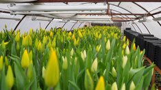 Более 67 миллионов цветов в год: Московская область готовится к 8 Марта