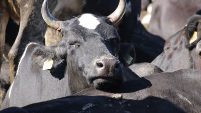 В Кузбассе прошли очередные выплаты субсидий производителям хлеба и молока