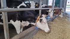 Хозяйствам Красноярского края возместят часть затрат на содержание сельхозживотных и товарной рыбы