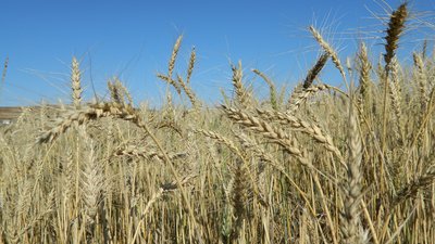 Хозяйствам Забайкалья направили 97 млн рублей на произведенную продукцию растениеводства