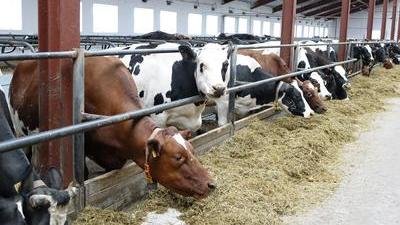 Объём реализации молока в сельхозорганизациях вырос на 2,8%