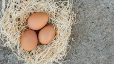 В России могут продлить поддержку племрепродукторов в птицеводстве