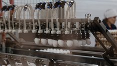 Птицефабрика Саратовской области реализует крупный инвестпроект по автоматизации рабочих процессов