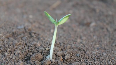 Уровень обеспеченности России семенами отечественного производства растет