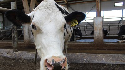 Племенные животноводческие хозяйства Кузбасса получили 112,8 млн рублей субсидии на развитие