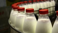 Участник свободной экономической зоны в ЛНР планирует увеличение производства молочной продукции 