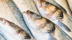 Выручка рыбохозяйственных предприятий впервые превысила триллион рублей