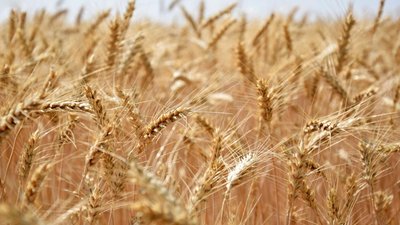 Продажи российской пшеницы выросли до рекордных значений