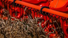 Зерновые и зернобобовые культуры в Липецкой области обмолочены на 70% от площади посевов