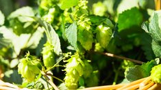 Чувашия инвестирует в будущее хмелеводства