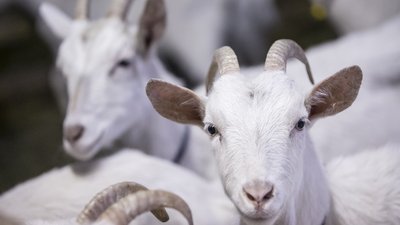 Перспективы развития малых форм хозяйствования на селе обсудили на общем собрании фермеров Вологодской области