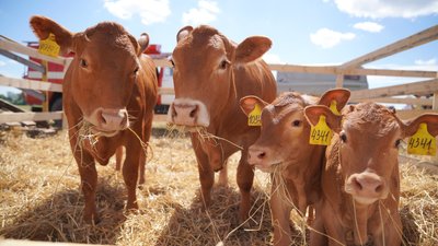В Ивановской области растет производство животноводческой продукции