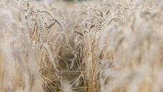 Четыре новых сорта зерновых культур помогли аграриям Забайкалья увеличить урожайность