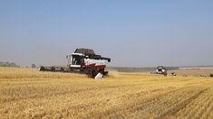 В Красноярском крае собрали более 1,3 млн тонн зерна с 60% площадей