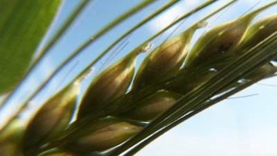 В Томской области состоится VII агрономическое собрание