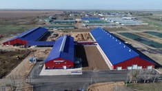 В Саратовской области реализован крупный инвестпроект в молочном скотоводстве