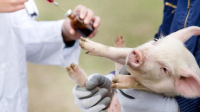 АПК РФ полностью обеспечен вакцинами от особо опасных болезней животных — Минсельхоз