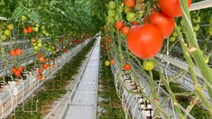 С начала года В Ставропольском крае собрали более 6 тыс. тонн тепличных овощей