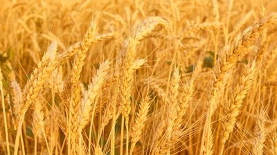 В Липецкой области убрано 87,4% зерновых от запланированной площади