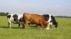 В Тверской области средняя продуктивность коров увеличилась на 22,1% 