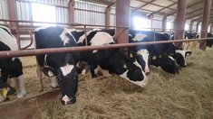 В Башкортостане в 2026 году на генетическую экспертизу КРС направят более 8 млн рублей