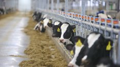 Томская область направила на господдержку сельхозтоваропроизводителей в 2025 году более 1,8 миллиарда рублей