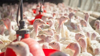Донское предприятие по производству мяса индейки увеличило мощность племенного репродуктора