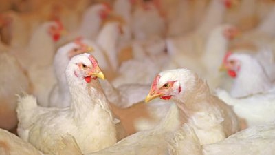 В России планируют реализовать крупные проекты в мясном секторе