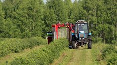 Ягодоводы Томской области подвели итоги сезона жимолости