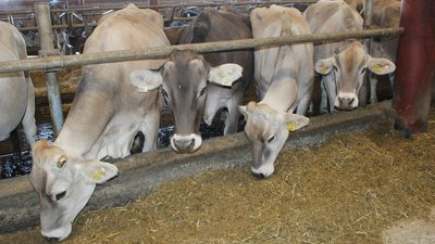 На Дону растет объем производства животноводческой продукции