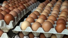В Липецкой области выросло производство яиц