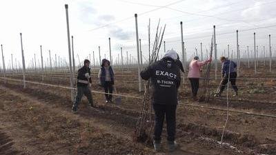 Крымские аграрии приступили к осенней закладке садов