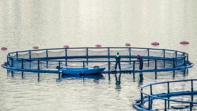 РФ может достигнуть самообеспеченности рыбными кормами за 3–4 года