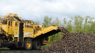Липецкие аграрии собрали второй миллион тонн сахарной свёклы