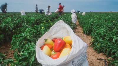 В Дагестане собрано 864,4 тыс. т овощей