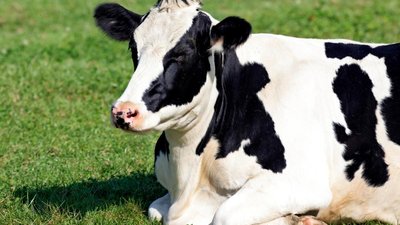 В Китае впервые клонировали корову высокопродуктивной молочной породы