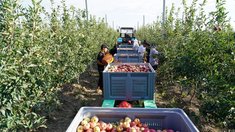 В Дагестане развивается садоводство