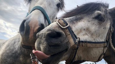 Под Угличем Ярославской области разводят редкие виды лошадей