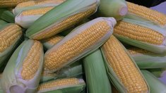 В Оренбургской области продолжается уборка кукурузы на зерно