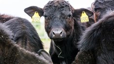 Животноводам Забайкалья предоставят субсидии на развитие мясного скотоводства