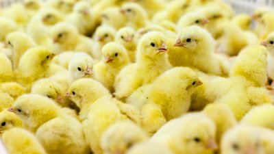 Животноводы Липецкой области подвели итоги работы в 2023 году