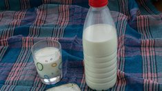 В Ингушетии производство молока выросло на 2%